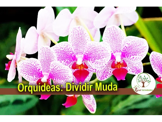 ORQUÍDEAS DIVIDIR MUDA VEJA A AULA