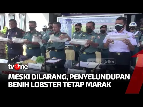 Penyelundupan Benih Lobster Masih Marak