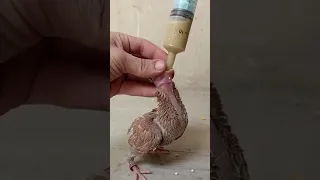 ازاي تأكل الزغاليل يدوي 