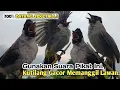 Download Lagu AMPUH,‼️ SUARA PIKAT BURUNG KUTILANG GACOR TERBARU..