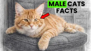 Male Cats Are Very Different — 10 Things Most Owners Don’t Know (#8 Is Wild)