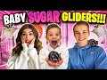 WE ADOPTED BABY SUGAR GLIDERS