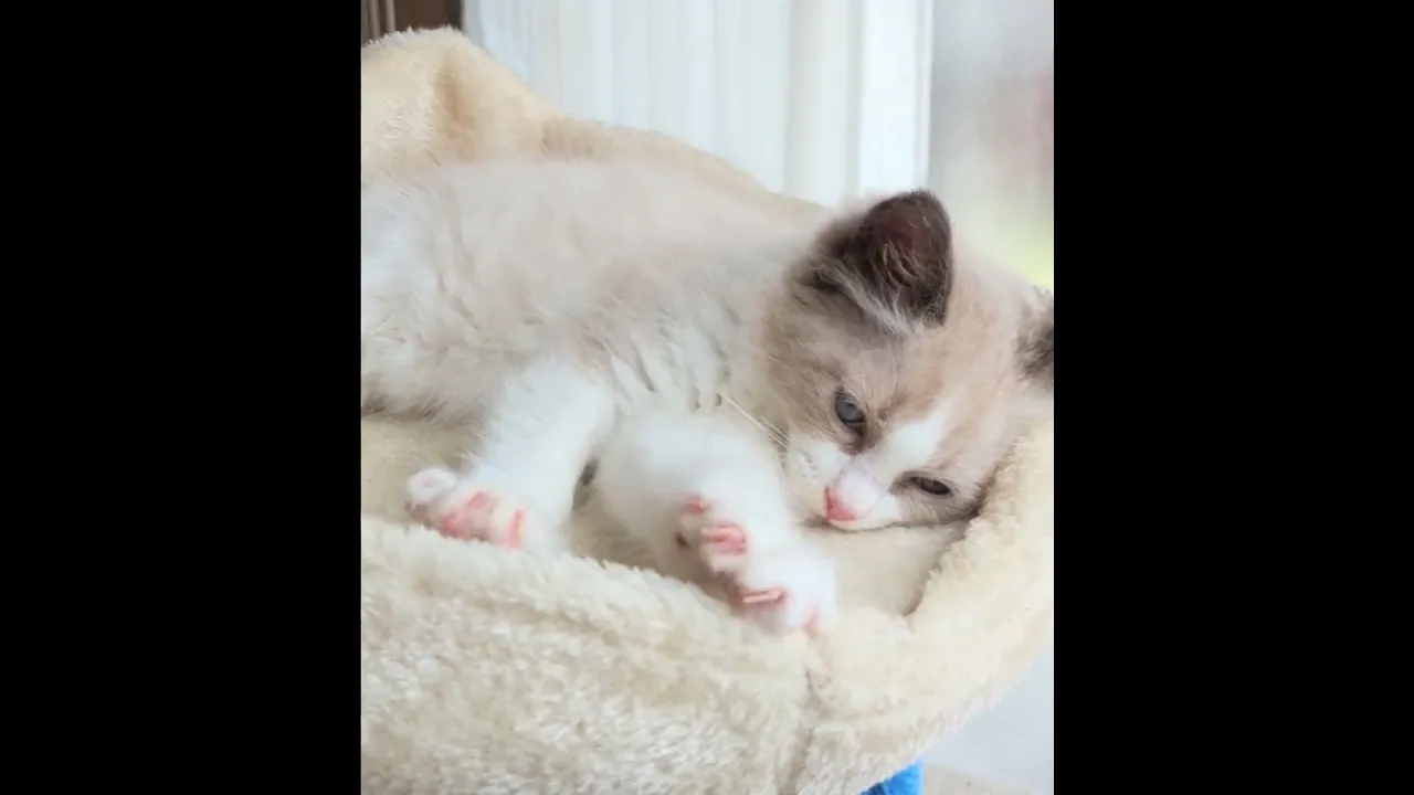 動画