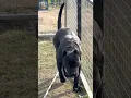 Download Lagu Presa Canario: Powerful Protectors \u0026 Loyal Companions