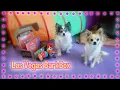 An Unenthusiastic Bark Box Review Opening April 2022 Barkbox