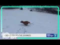Does your pet get the zoomies There is a science behind it