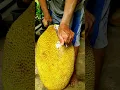Download Lagu Such A Big Ripe Jackfruit! #youtubeshorts #warriorbrosfarms #shorts #jackfruit