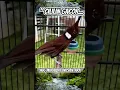 Download Lagu CILILIN SUPER MEWAH ... #masteranburung #kicaumania #burung #short #burungkicau #birds #cililin
