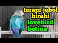 Download Lagu terapi menaikan birahi lovebird betina