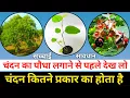 Download Lagu चंदन की विशेषता और चंदन कितने प्रकार का होता है | Chandan tree type | Chandan ka ped kaisa hota hai