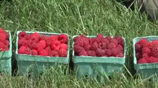 Different Varieties of Raspberries Part 1