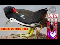 Download Lagu 🟡suara pikat mandar vs ruak ruak mp3 ampuh