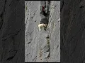 Download Lagu King Climb the mountain #shortvideo #goat #mountains #animals #love