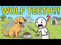 Why Do Dogs Still Have Wolf Teeth If They Only Eat Kibble Now
