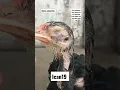 Cara mengobati ayam sakit mata _ mata merah