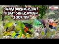 Download Lagu Suara burung ribut pikat super ampuh 100%top