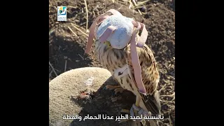 يصل سعر الطير الواحد إلى 150 ألف دولار صيد الطير الحر مهنة لا يزال البعض يعمل بها ماذا تعرف عنها 