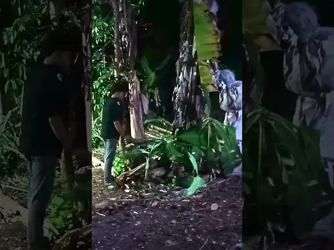 Pocong keluar dari pohon pisang #short #shorts #pocongsensasi #videolucu #viral #exposecisoka