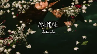 slenderbodies - anemone