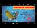 Download Lagu Pleci tembakan bremm rapet.