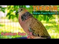 Lagu TEKUKUR GACOR suara merdu - PANCINGAN TEKUKUR (NGALAS) buat tekukur malas jadi Gacor