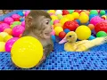 Lagu Monkey Bim Bim playing with ducklings in 30,000 Colorful Ball Pit Balls pool | Baby Monkey Animal