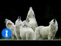 Wolf Packs Howling Compilation