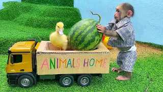 القرد الصغير يسرق البطيخ لإطعام البطة Monkey Home Arabic 