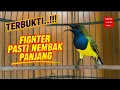Lagu TERBUKTI‼️ sogon mental fighter pasti ikut nembak panjang dan bertenaga #sogon #sogonnembak 
