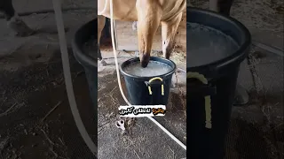 لماذا توضع ارجل الخيول في الثلج معلومة هل تعلم الخيل اكسبلور 