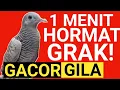 Download Lagu SATU MENIT...⁉️ GACORAN LEMBUT PERKUTUT PAGI, Bikin Tergila-Gila...