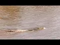 Download Lagu Wildebeest Managed to Escape from Crocodile in Water | Masaimara | 14 August 2025