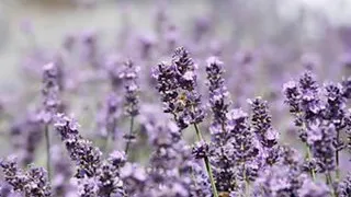 فوزي عبد المقصود          دندنها