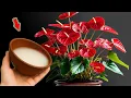 Download Lagu Doe dit snel! Anthurium bloeit als een gek en krijgt veel wortels!