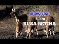 Download Lagu Suara pikat/pemanggil rusa jantan...