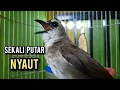 Download Lagu trucukan ropel panjang AMPUH buat pancingan trucukan agar bunyi JADIKAN burung trucukan gacor EMOSI