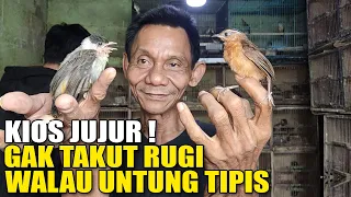 kios jujur gak takut rugi berani jual murah burung lolohan u0026 ombyokan