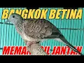 Lagu Suara Perkutut Bangkok Betina Ini Paling Manjur Buat Pancingan Perkutut Jantan