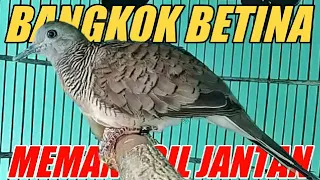 Download Suara Perkutut Bangkok Betina Ini Paling Manjur Buat Pancingan Perkutut Jantan MP3