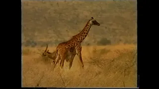 boko official video kilimanjaro band njenje