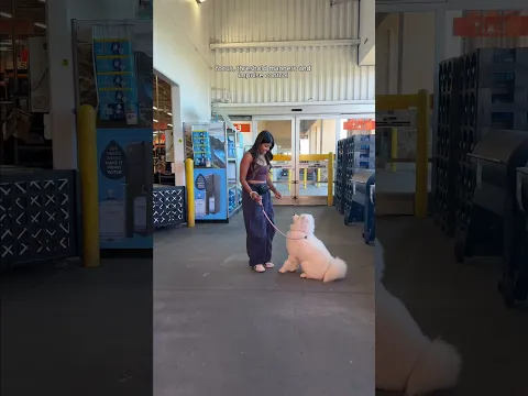 Here's your regularly scheduled Diya training update, 6 months! #training #puppy #samoyed