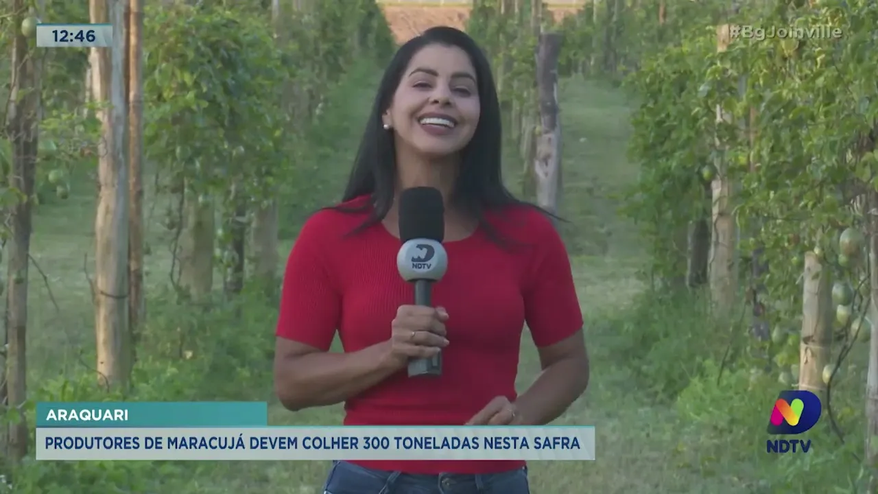 Araquari: produtores de maracujá devem colher 300 toneladas nesta safra