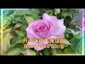 Lagu 【月季篇】开出深粉色镶边的Love Song Rose ｜Weeks Roses