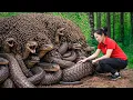 Lagu Harvesting Ghost Anaconda BeeHive \u0026 Go to Market Sell | Grilling giant snakes nest to eat