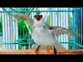 Download Lagu wajib putar‼️Suara BURUNG TRUCUK kebo ROPEL panjang EMOSI mencari lawan
