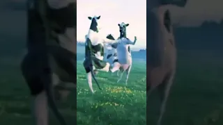 فطومه طومه طومه 