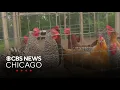 Locavore Farm offering families a country experience in Kankakee County