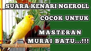 burung kenari ngeroll jeda gacor lagi masteran murai batu masteranburung masteranmurai muraibatu