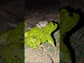 Download Lagu Catch frogs ting ting funny | Frogs make you laugh | catch frog funny | Frog and Toad #shorts
