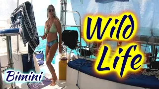 SDA113 Bimini Wild Life